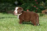 BORDER COLLIE 1257